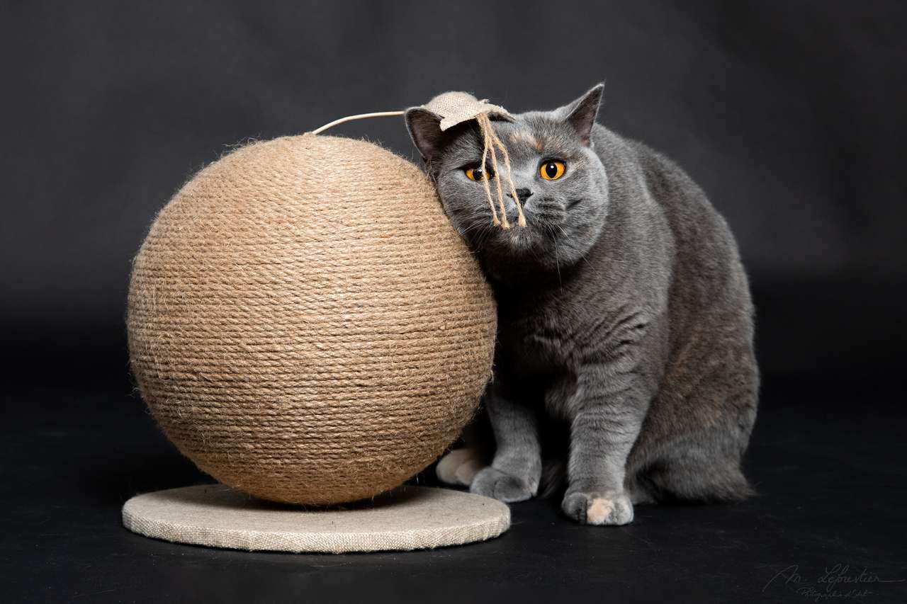 Welkom op mijn fotostudio! Dierenfotografie in de fotostudio britishs shorthair copyright myriam photo pet photography img 1561